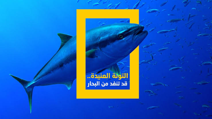 سمكة التونة العنيدة 🐟🐟.. تردد قناة ناشيونال جيوغرافيك نايل سات وعرب سات الجديد 2025 بجودة عالية